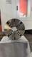 18 4-JAW LATHE CHUCK with independent jaws SH450X4J #1804F0- NEW